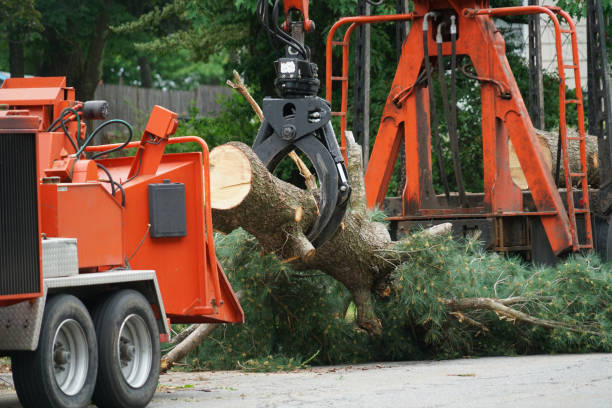 How Our Tree Care Process Works  in South Alamo, TX