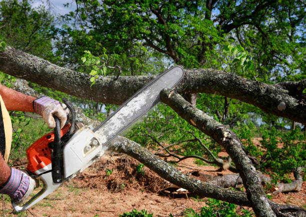 Best Firewood Processing and Delivery  in South Alamo, TX